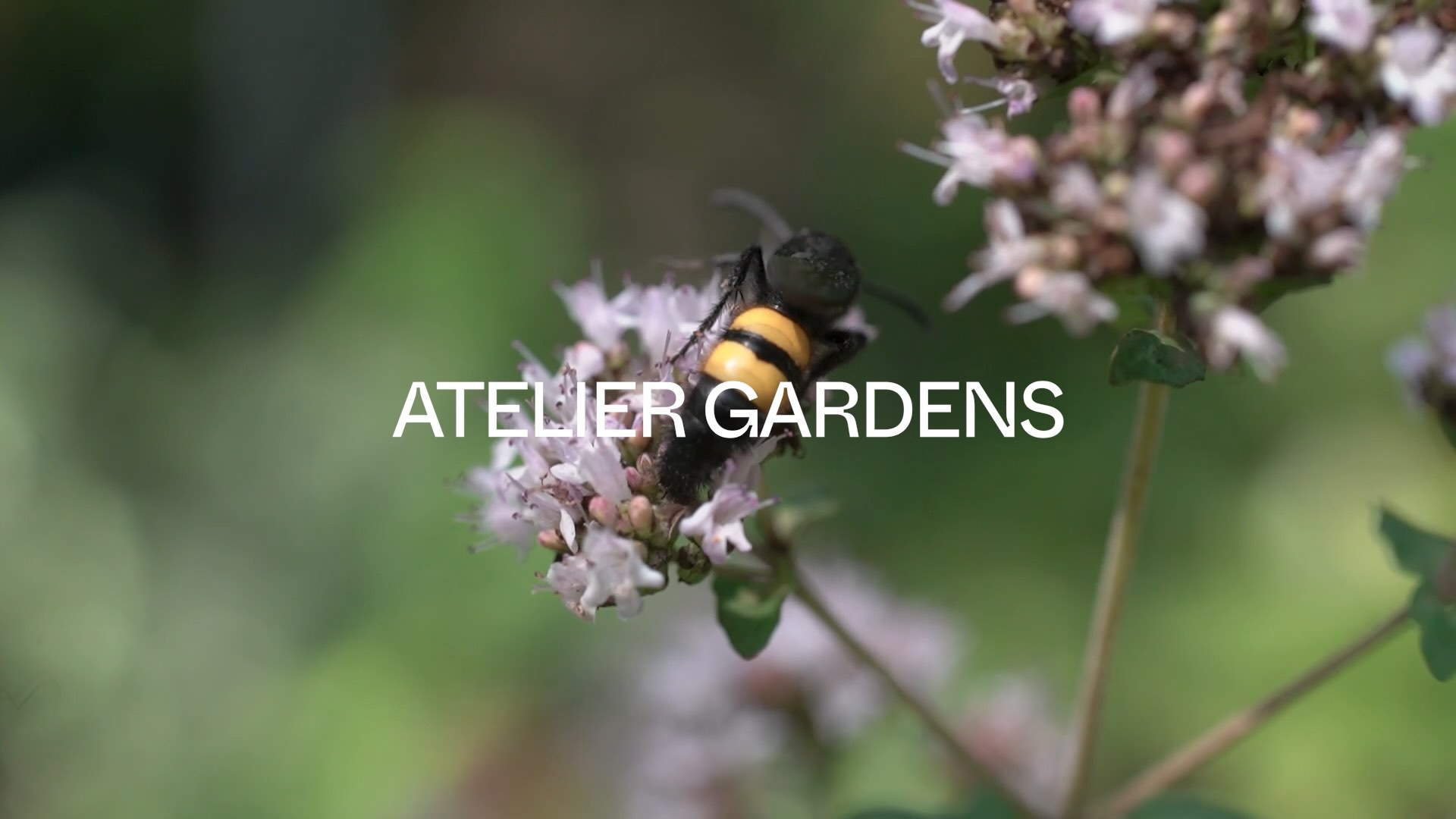 A closeup of a bumblebee on a clover flower, with the text 'Atelier Gardens' in white overlaid
